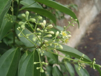 陰香花