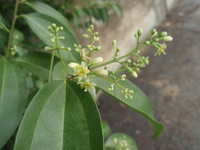 陰香花序頂生
