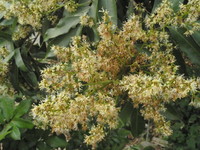 圓錐花序