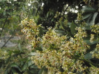 花1