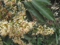 花2