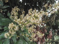 圓錐花序頂生