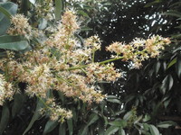 花序頂生