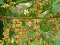 圓錐花序頂生