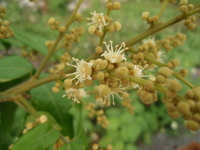 圓錐花序