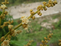 花1