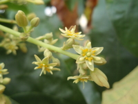 花小形，淡黃色