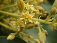 花有毛茸