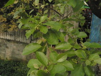 花苞
