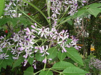 圓錐花序