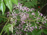 花淡紫色