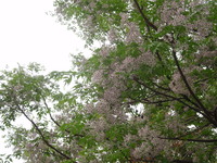 花1