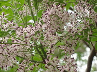 花2