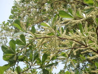 穗狀花序