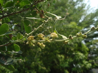 頭狀花序