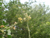 頭狀花序呈圓錐狀排列