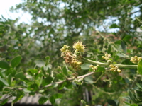花色淡白綠