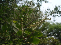 花苞