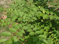 九芎葉1