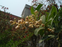 圓錐花序