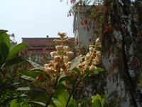 花白色