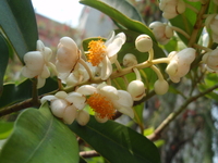 雄蕊橘黃色