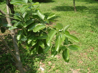 潺槁樹葉2