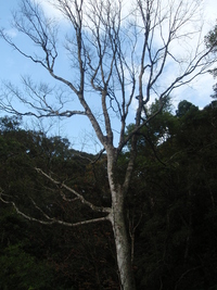 冬季枯枝