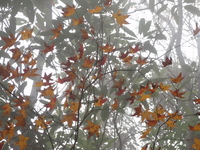 秋之紅葉