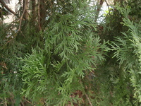 葉鱗片形