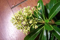 台灣海桐花