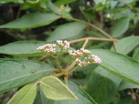 杜虹花花苞