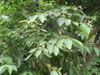 杜虹花樹型