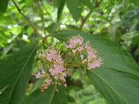 花紫紅色