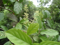 天料木花