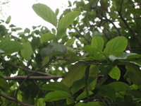天料木花1