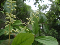 複總狀花序