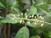 花白色