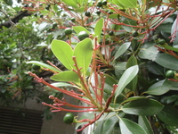 果梗鮮紅色