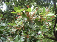 紅楠果實