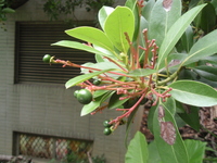 紅楠核果