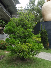 象牙樹樹型