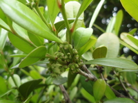 象牙樹雄花