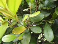 雄花密被伏柔毛