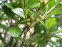 象牙樹雌花