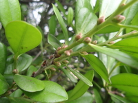 象牙樹雌花無梗