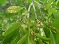 雌花有柔毛