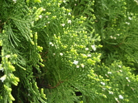 側柏毬狀花序