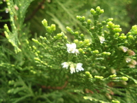 花序生於枝頂