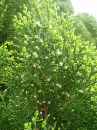 毬狀花序